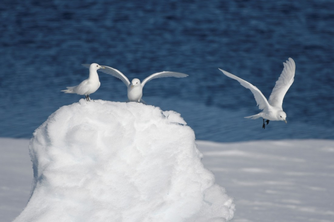 Ivory gulls - Greenland pack ice