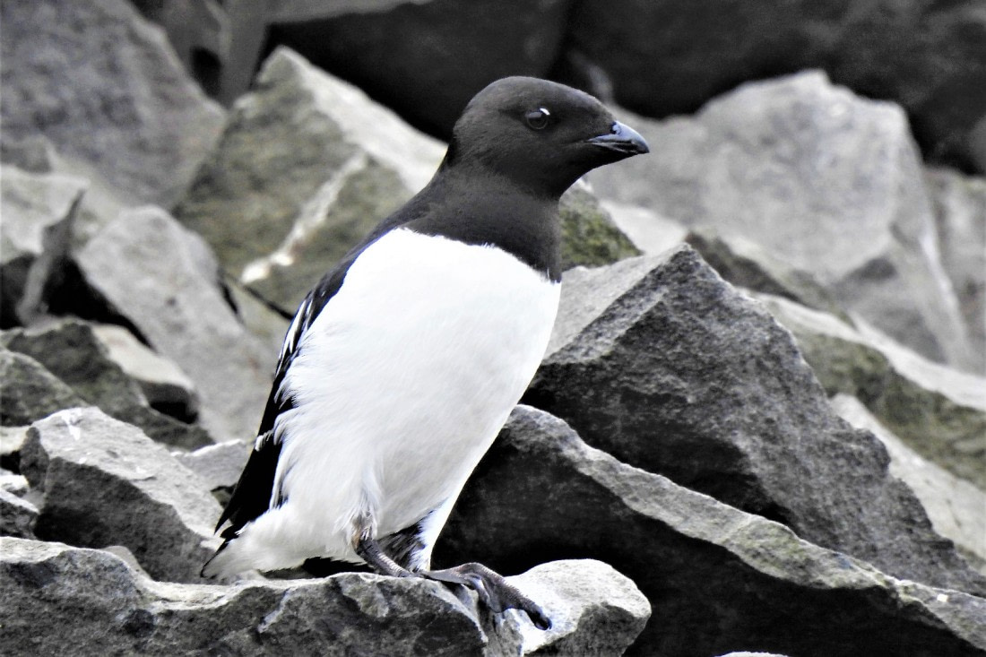 Little Auk "Brilletarnet" Jan Mayen !