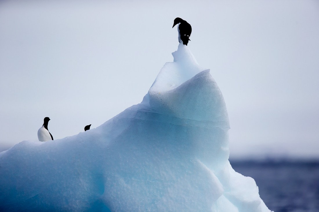 Birds atop Iceberg