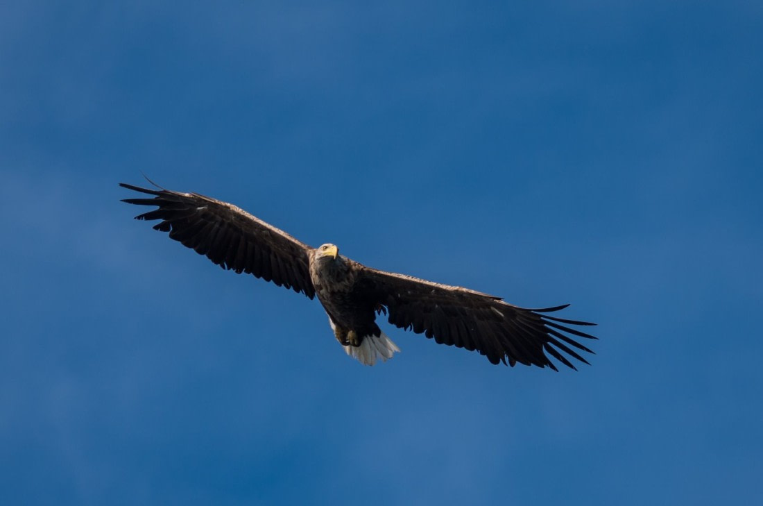 The flight of the eagle