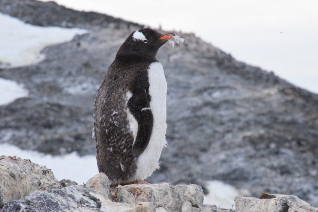 After a pillow fight