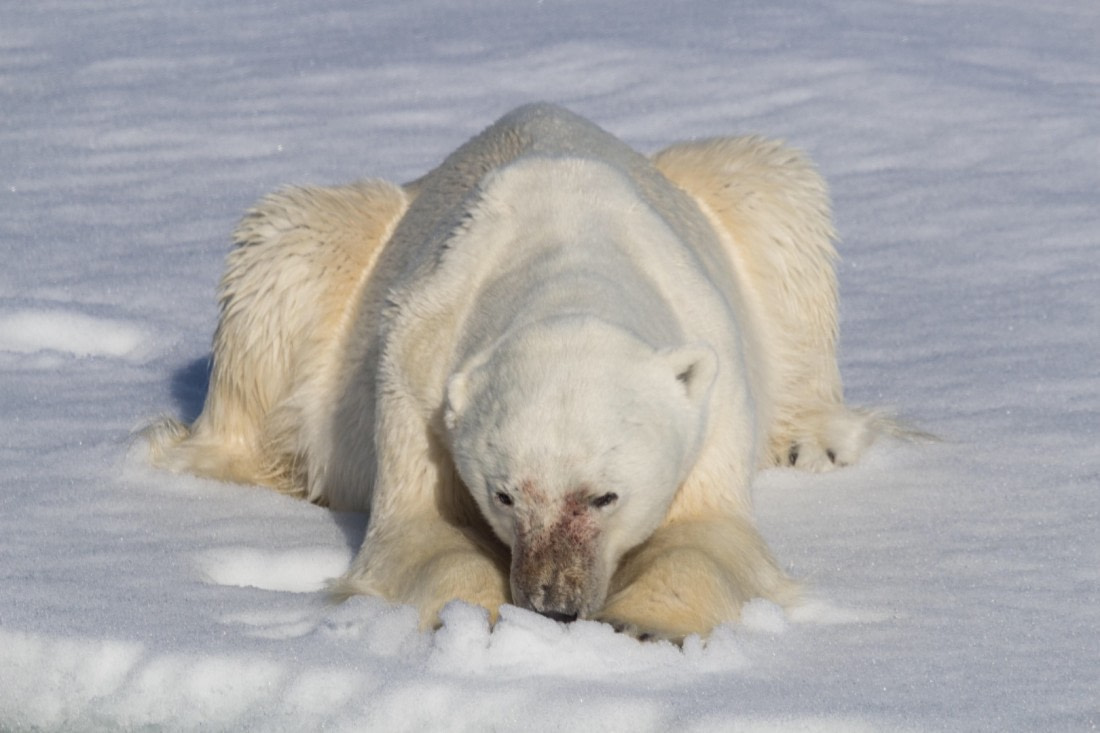 Polar bear