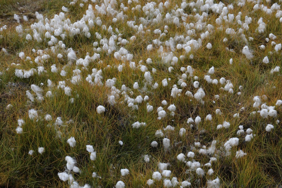 Wollgras Longyearbyen
