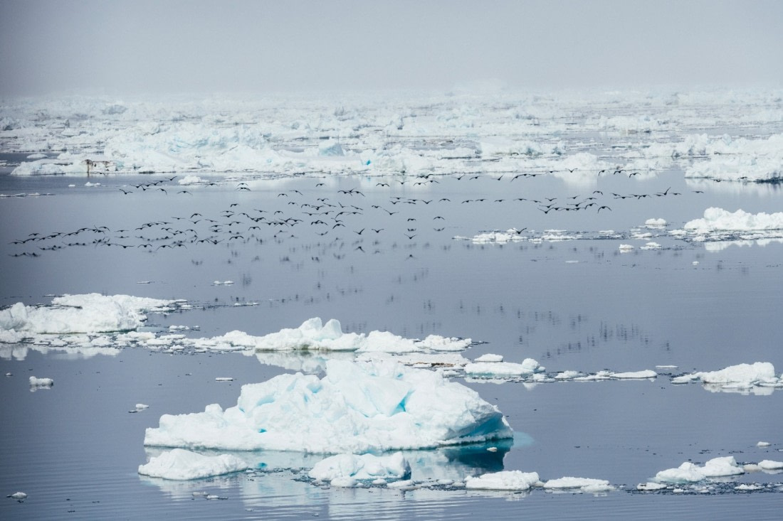 Antarctica,-Weddell-Sea---Birds---November-2019