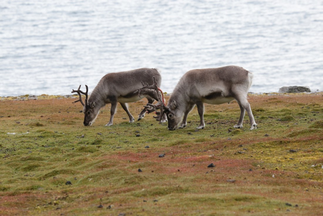 Reindeer Ingeborgfjellet