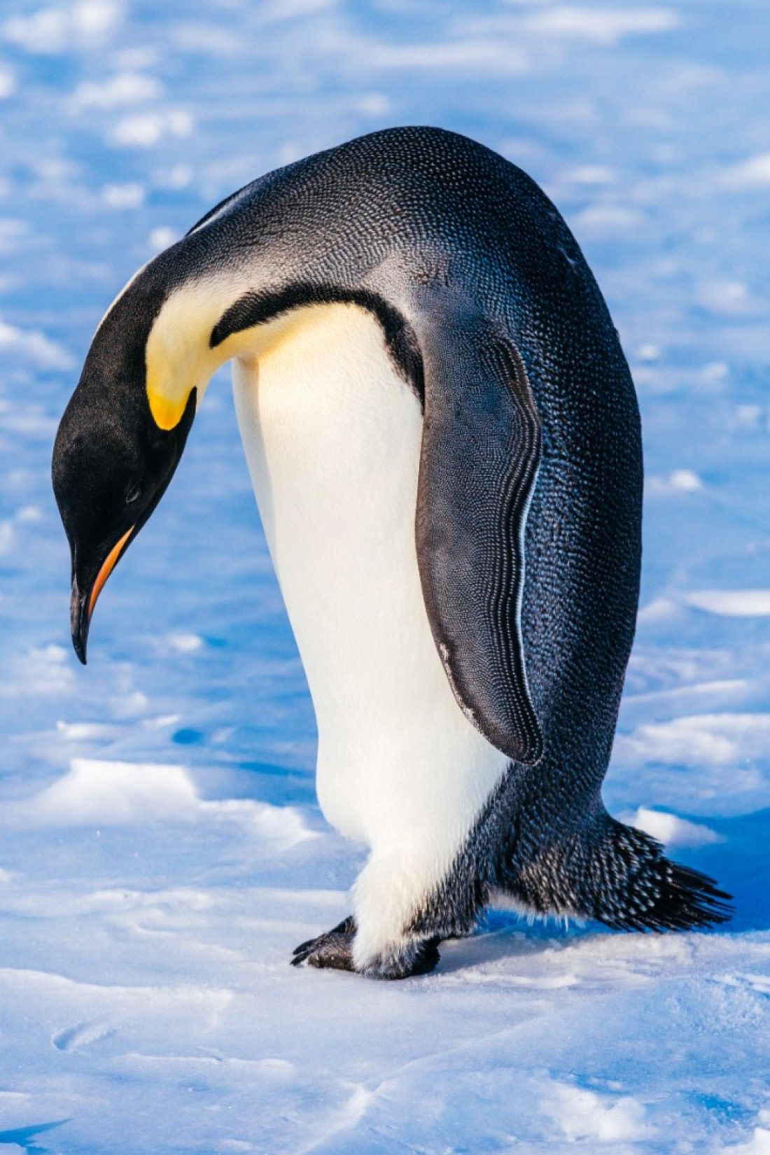 Antarctica,-Weddell-Sea,-Snow-Hill---Emperor-Penguin---November-2019
