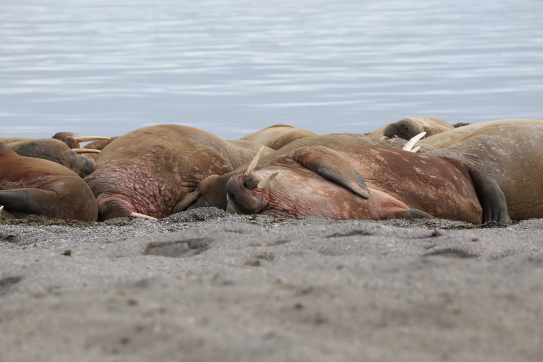 Walrus Wahlbergøya