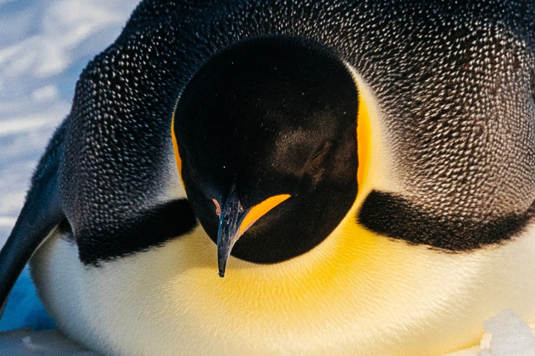 Antarctica,-Weddell-Sea,-Snow-Hill---Emperor-Penguin---November-2019