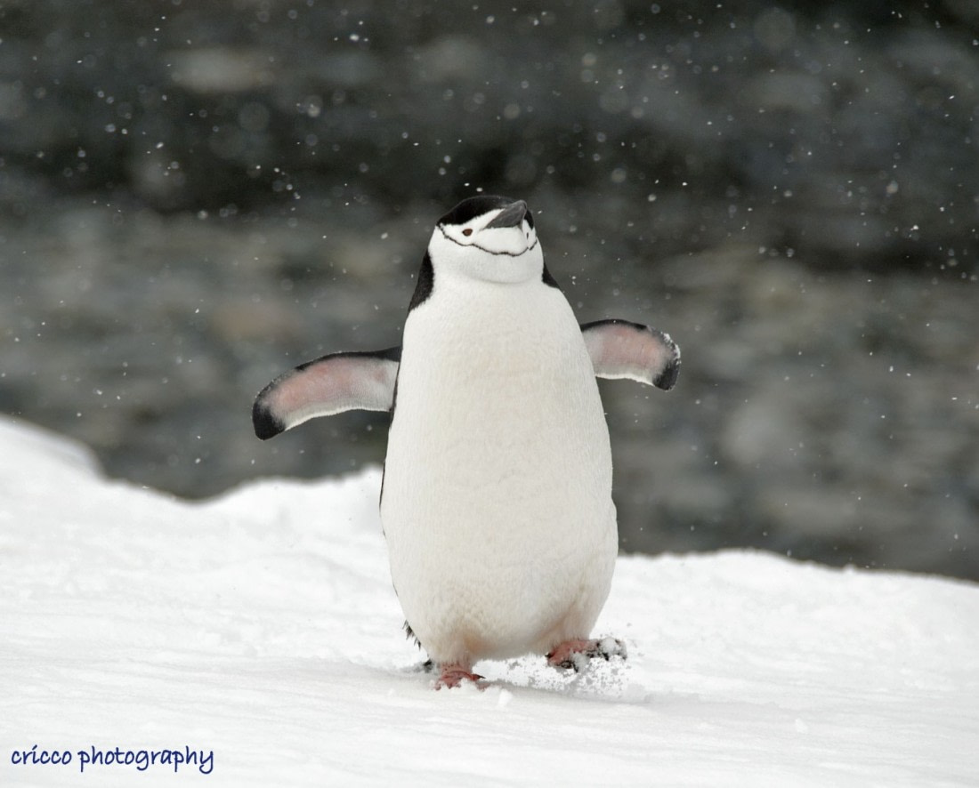 A happy Chinstrap penguin on Half Moon Island