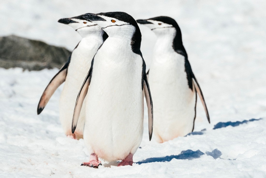 Antarctica,-Half-moon-island---Chinstrap-penguins---November-2019