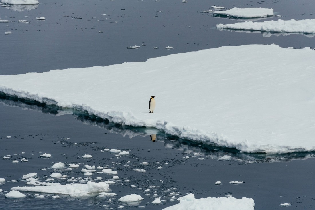 Antarctica,-Weddell-Sea---Emperor-penguin---November-2019
