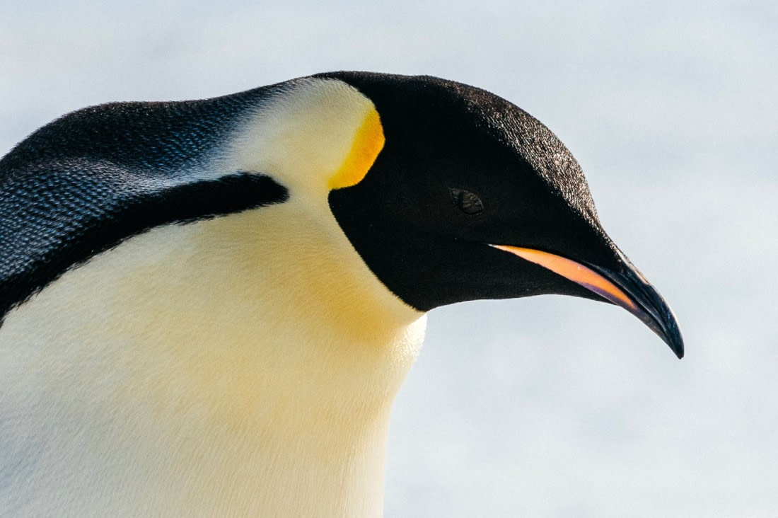 Antarctica,-Weddell-Sea,-Snow-Hill---Emperor-Penguin---November-2019