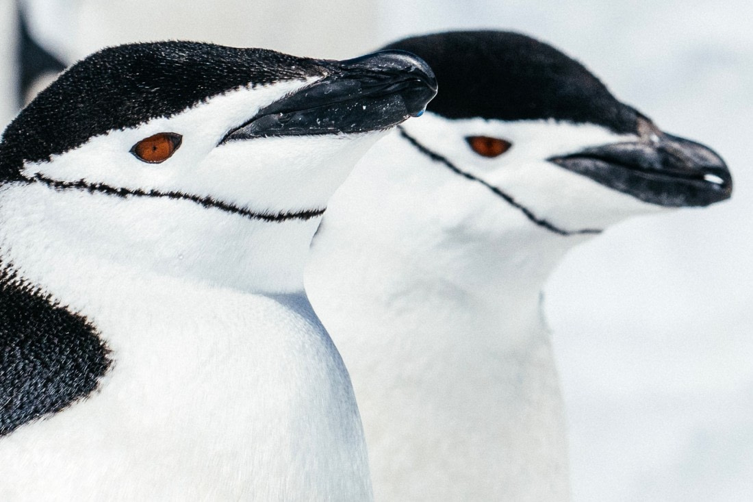 Antarctica,-Half-moon-island---Chinstrap-penguins---November-2019