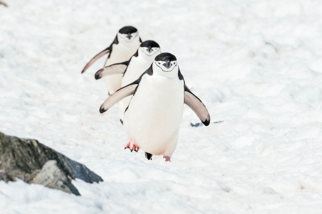 Antarctica,-Half-moon-island---Chinstrap-penguins---November-2019