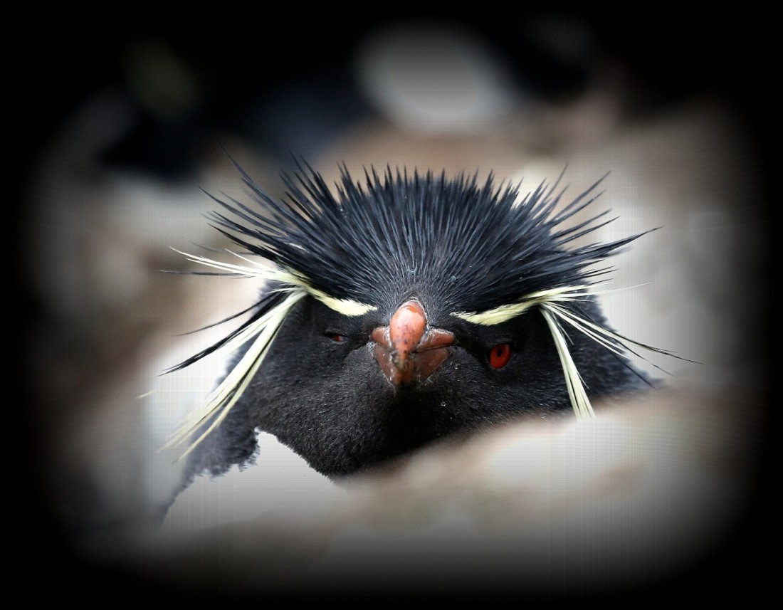 Southern Rockhopper