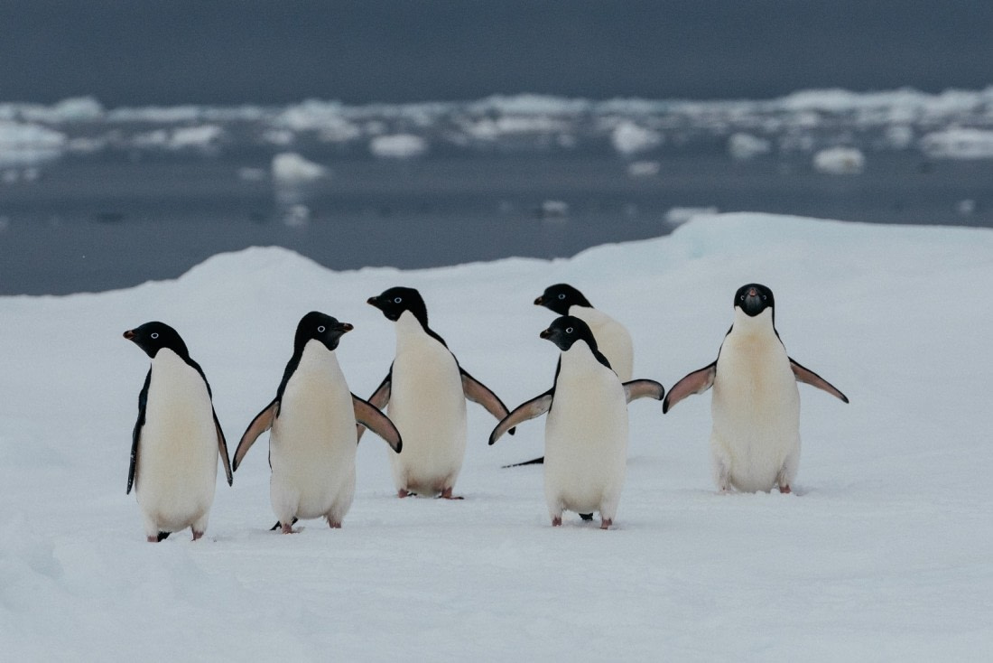 Antarctica,-Weddell-Sea---Adelie-penguins---November-2019