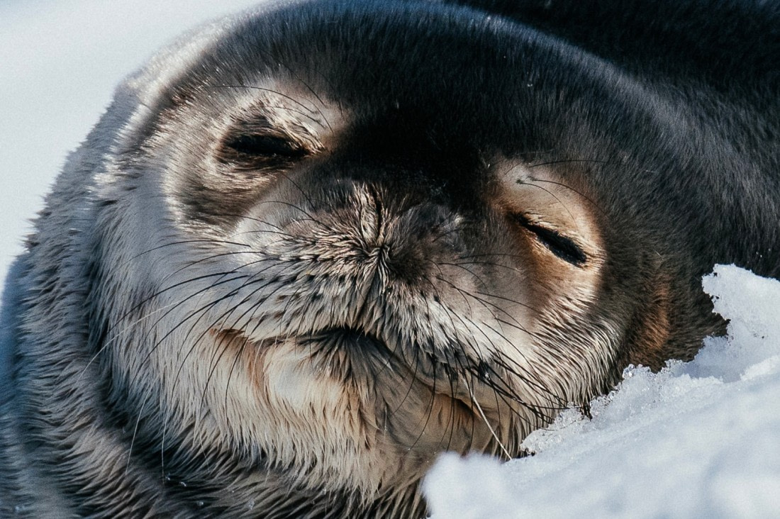Antarctica-Sound---Brown-Bluff---Seal---November-2019