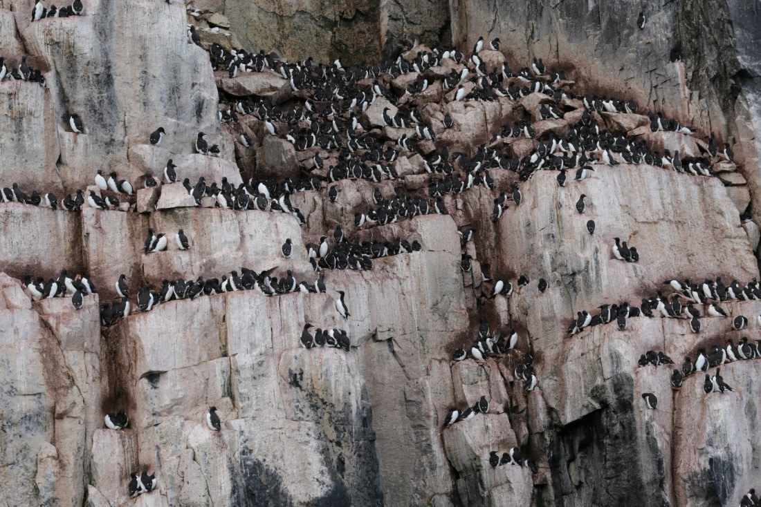 Wohnungsnot: Alkjefellet