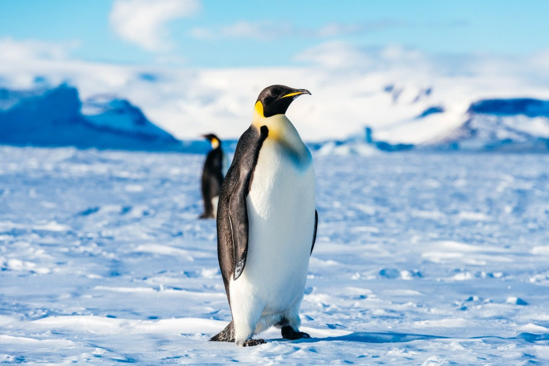 Antarctica,-Weddell-Sea,-Snow-Hill---Emperor-Penguin---November-2019