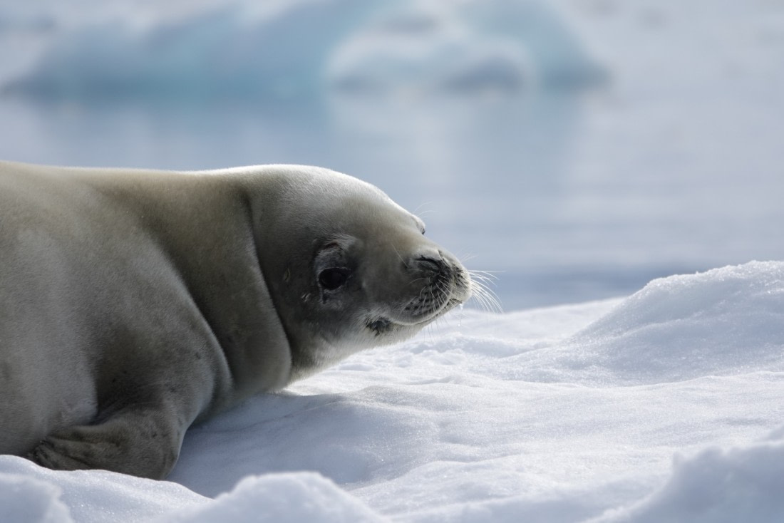 Seal said : Welcome to my home