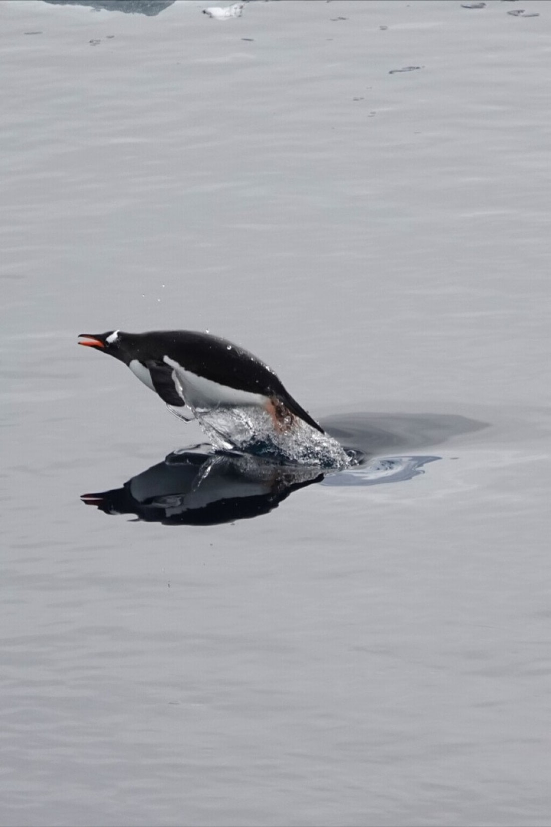 I believe I can dive