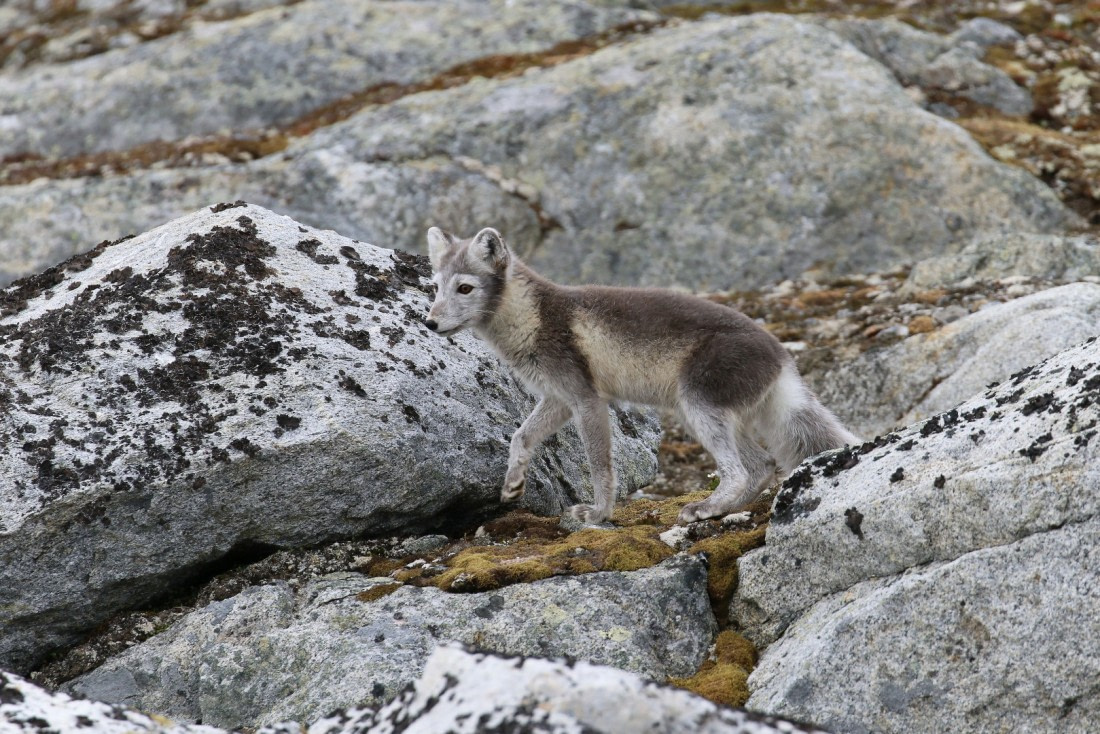 Svalbard Summer 2019