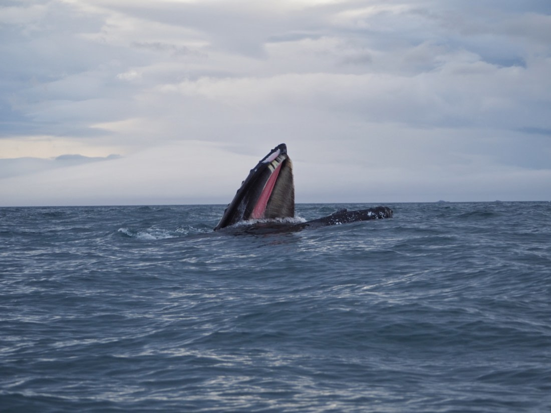 Whale feeding time in Antarctica