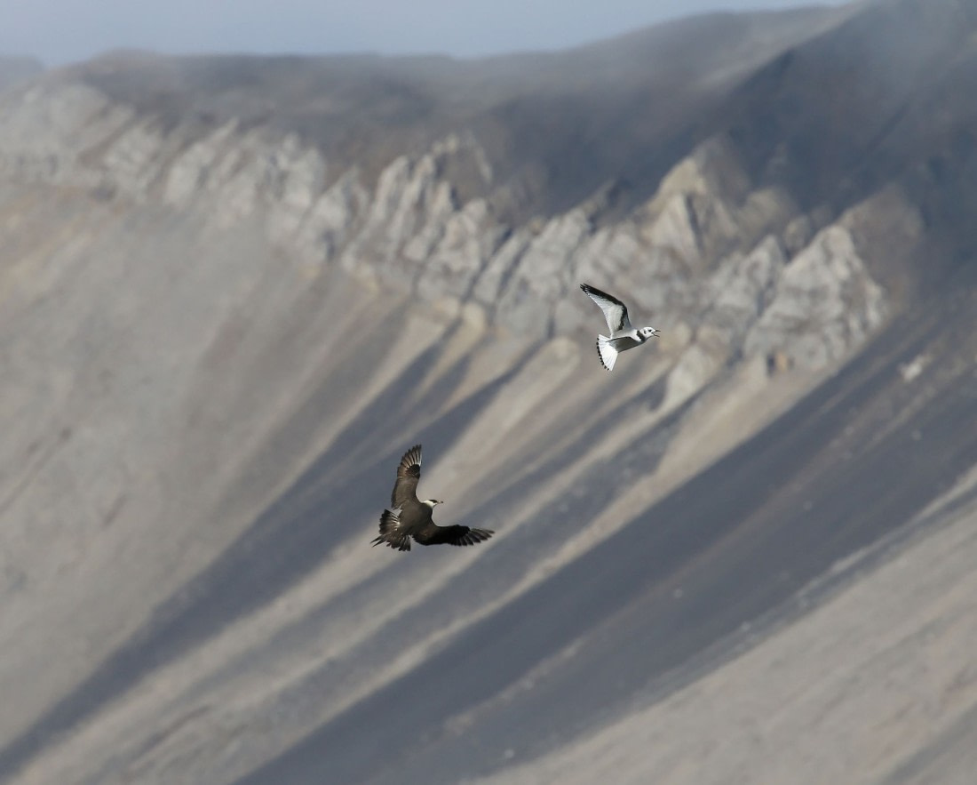 Svalbard Summer 2019