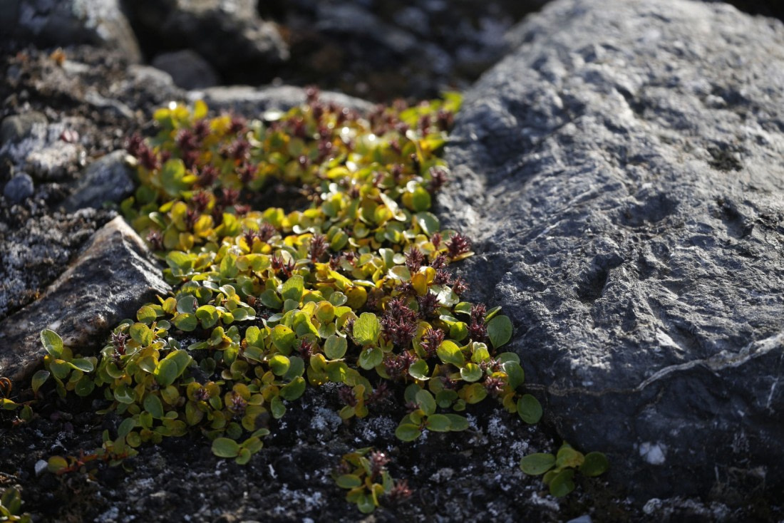 Svalbard Summer 2019