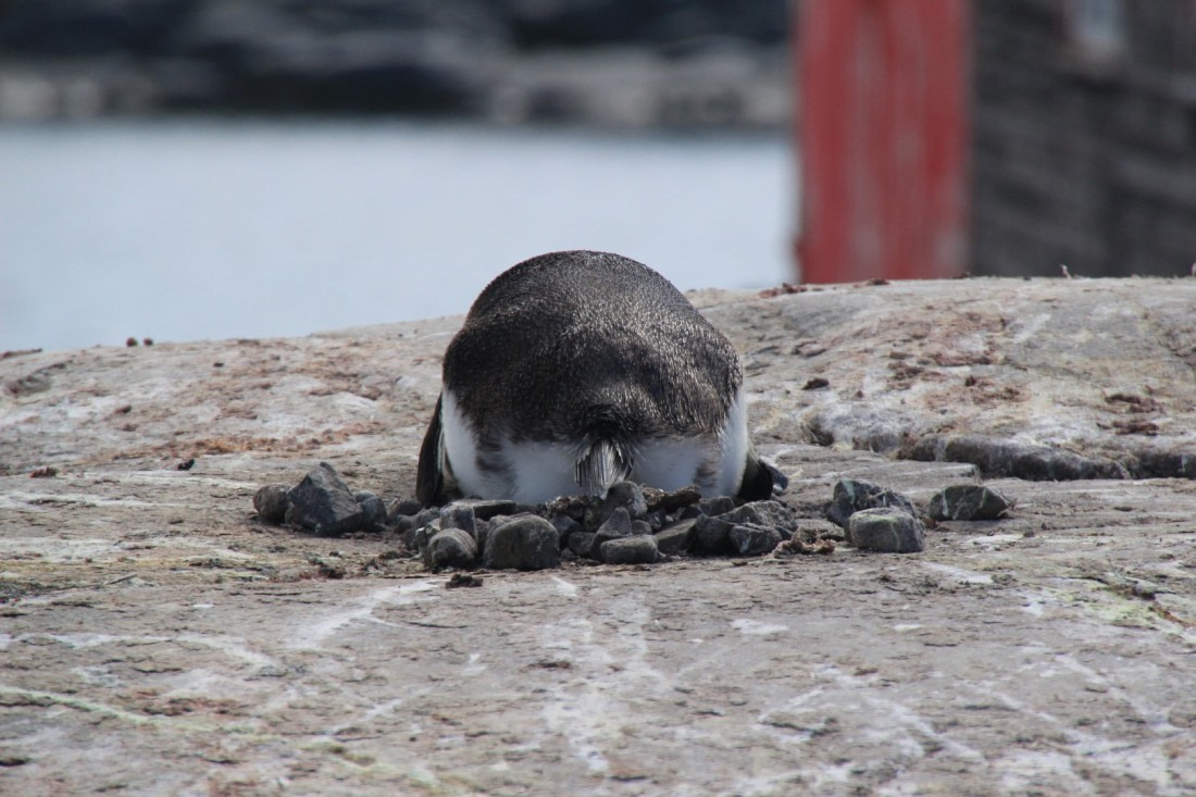 Behind every Penguin......