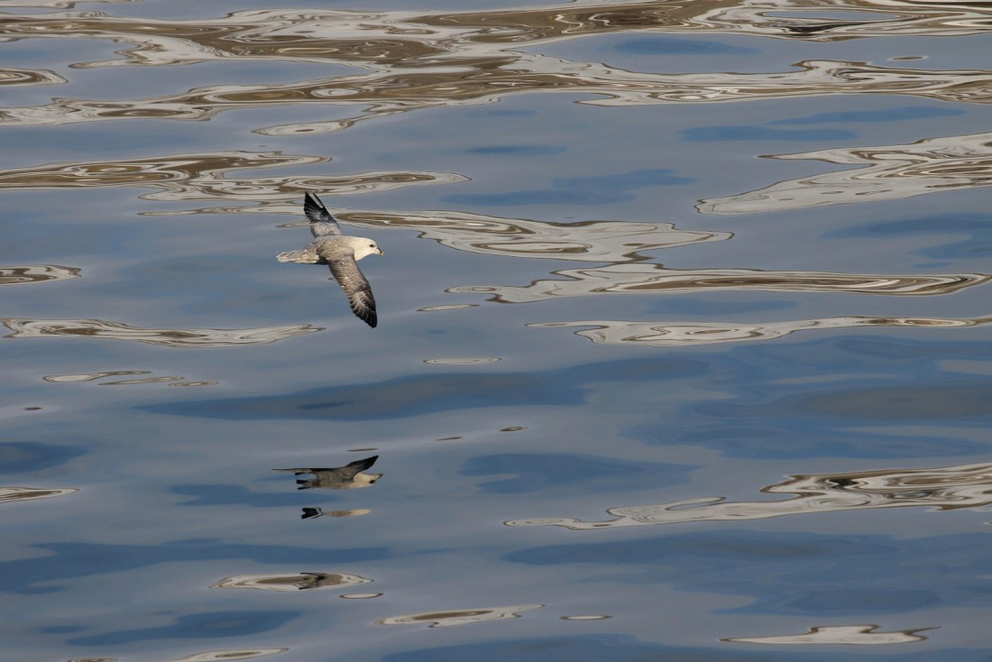 Svalbard Summer 2019