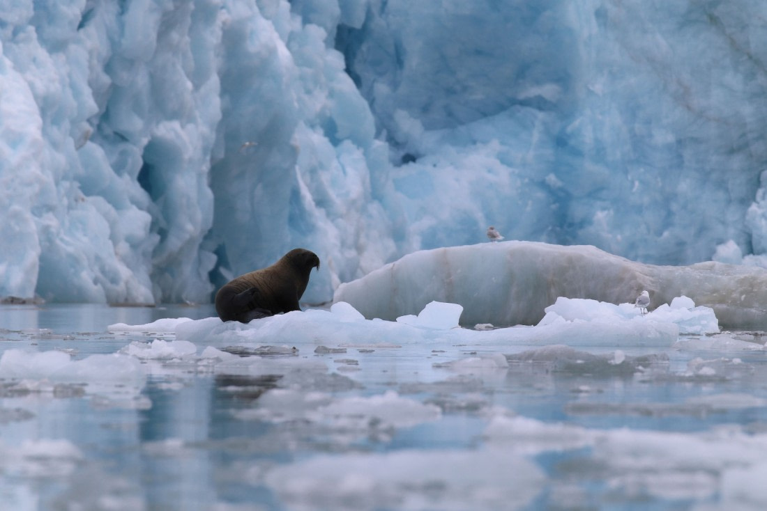 Svalbard Summer 2019