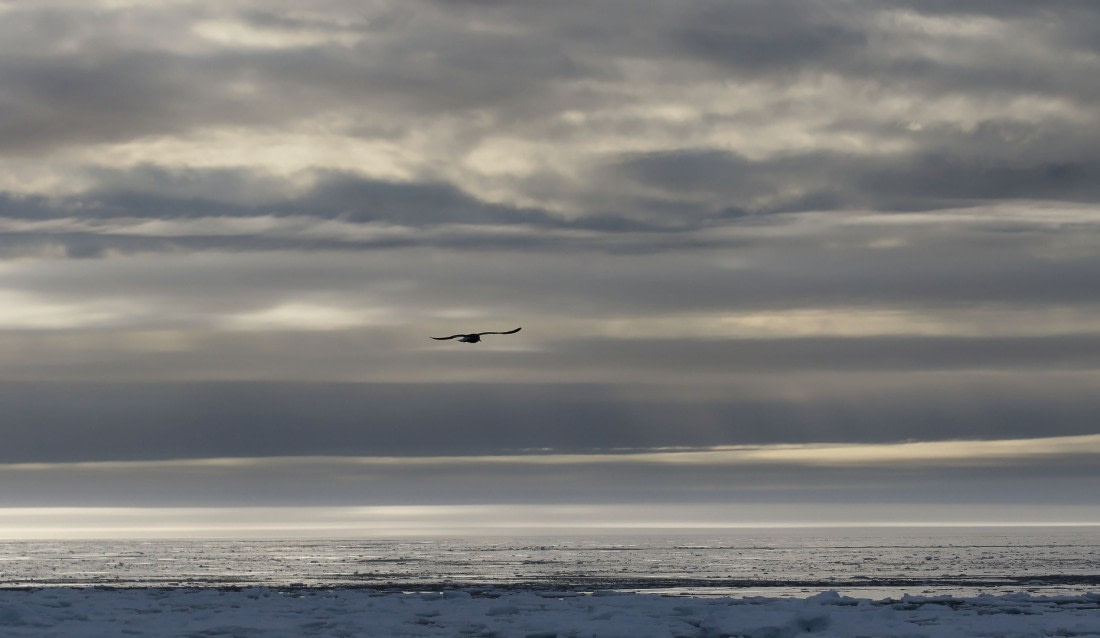 Svalbard Summer 2019