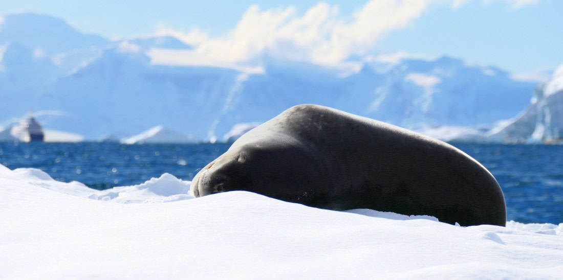 Leopard seal