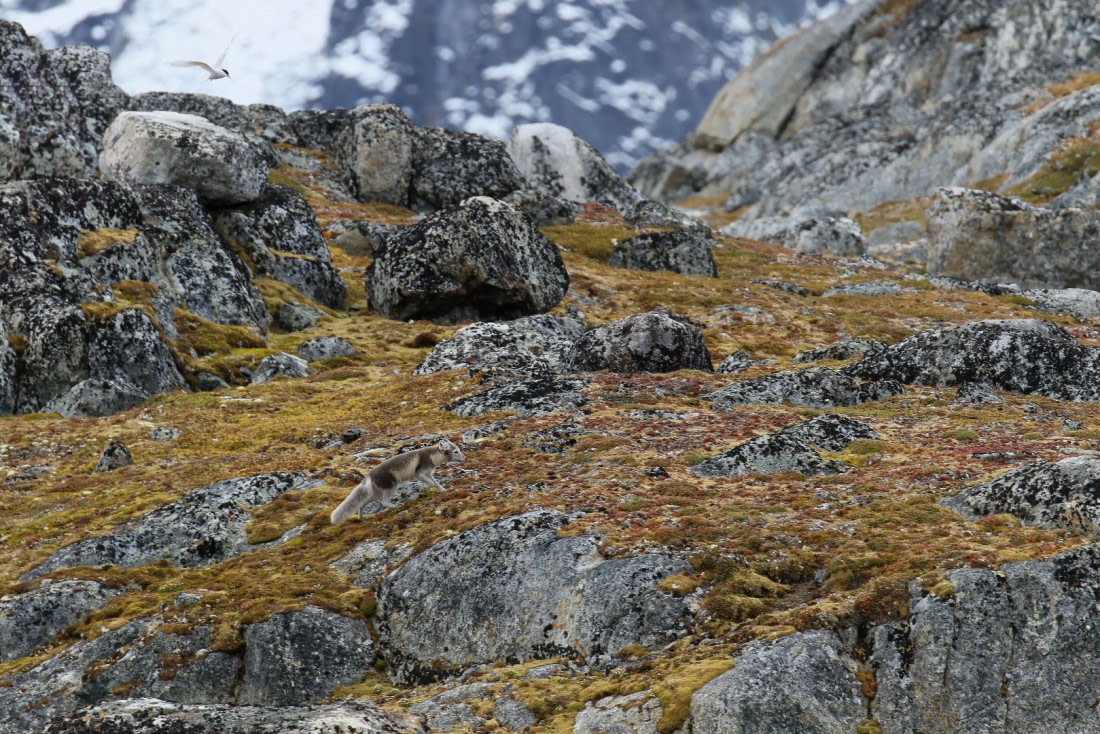 Svalbard Summer 2019