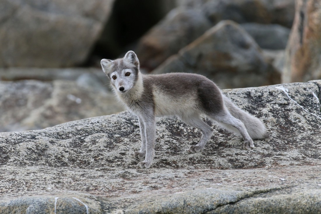 Svalbard Summer 2019