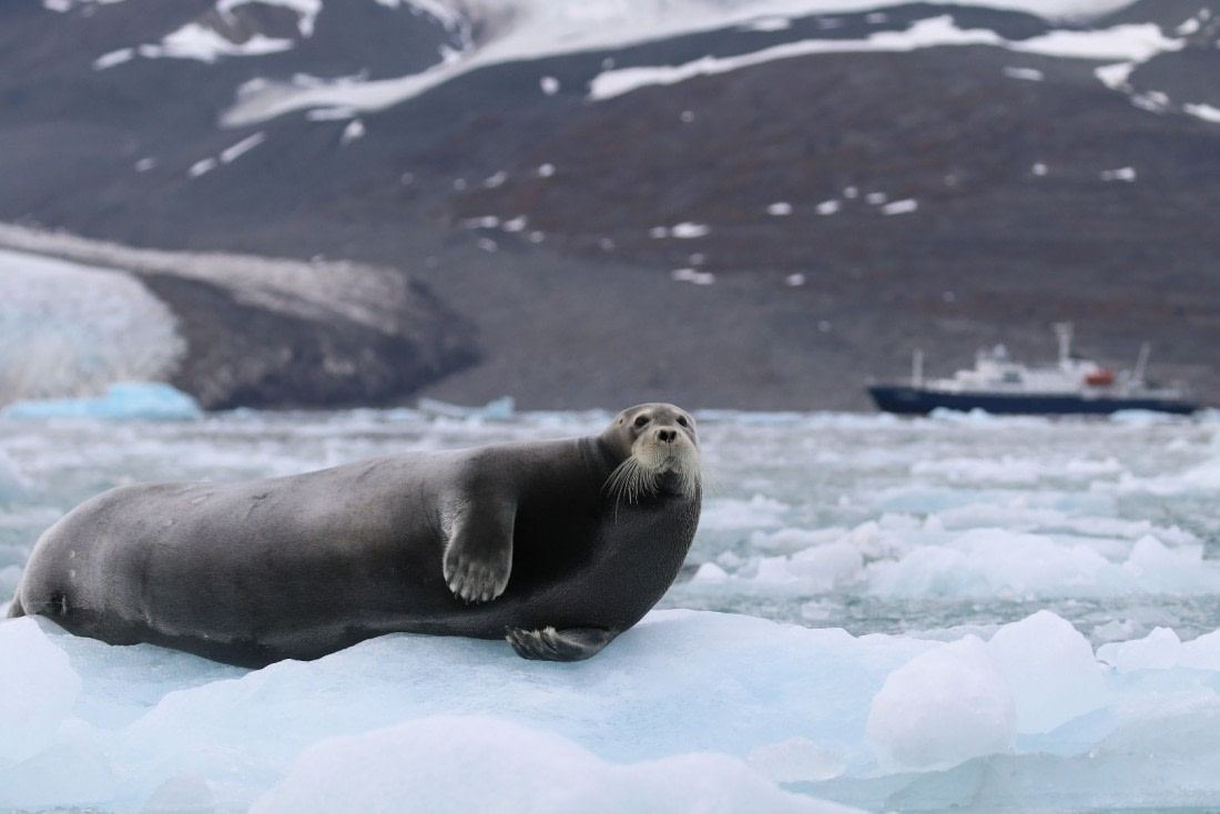 Svalbard Summer 2019