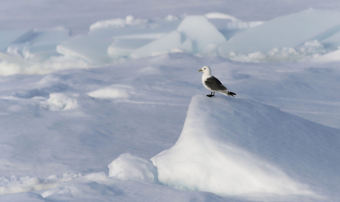 Svalbard Summer 2019