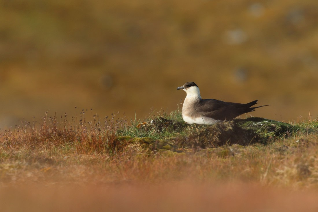 Svalbard Summer 2019