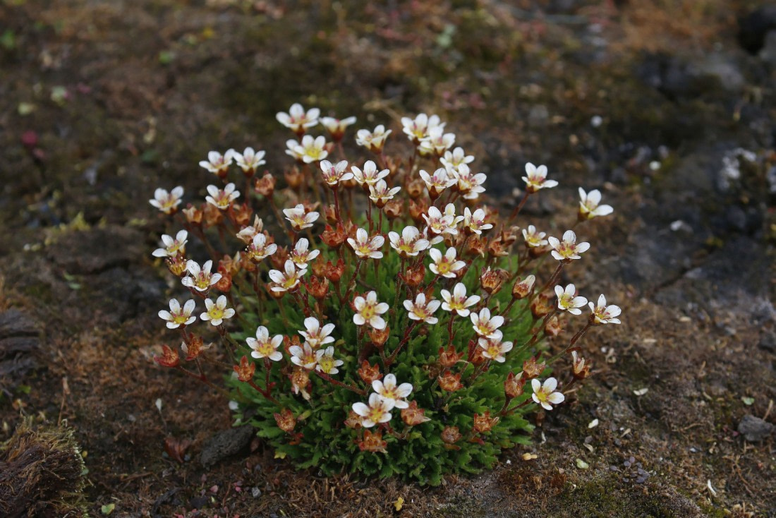 Svalbard Summer 2019