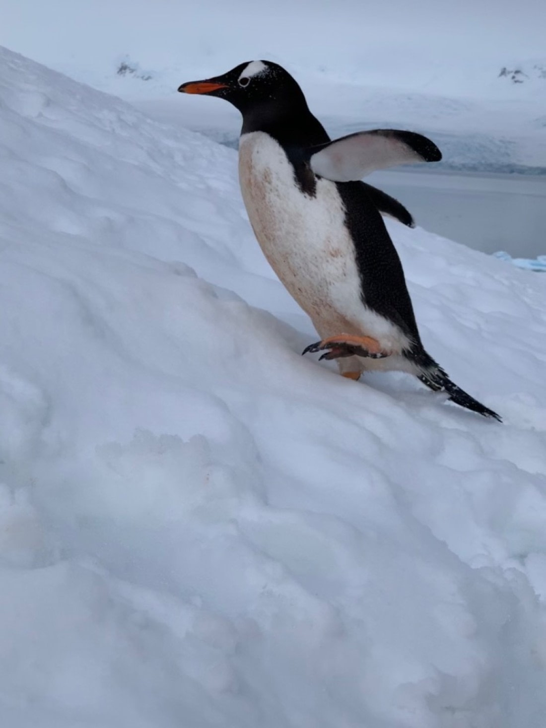 Penguin climbs