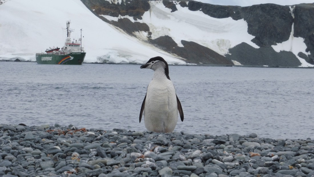 with greenpeace ship