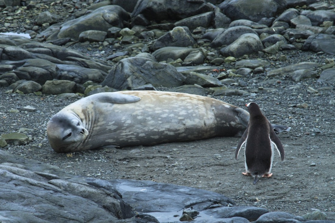 I dare you to come closer!