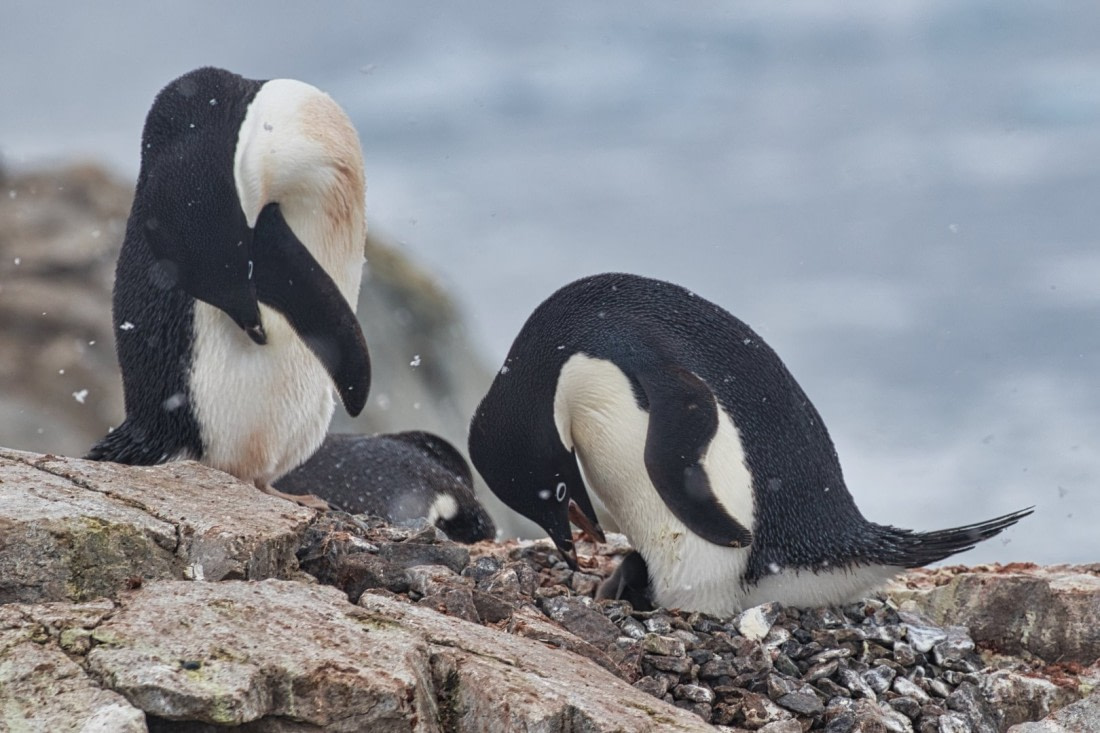 Parents watching their kid
