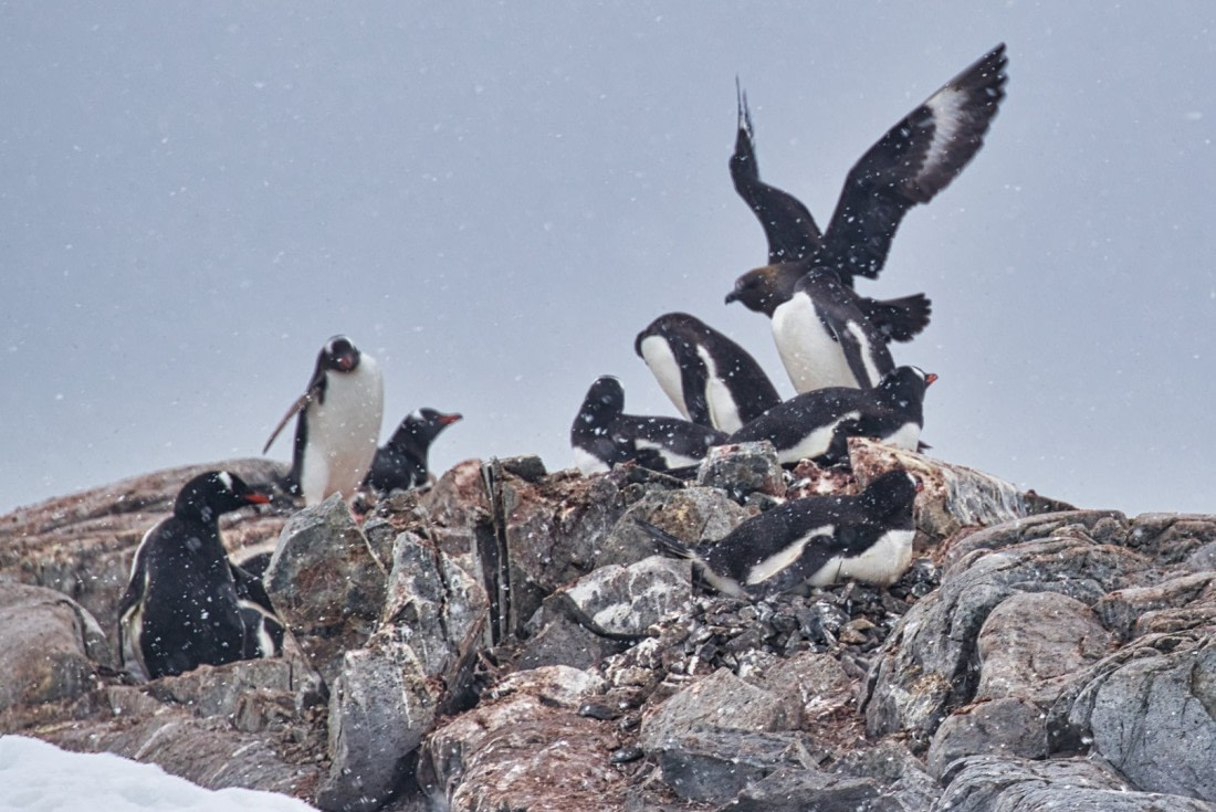Skua attacking