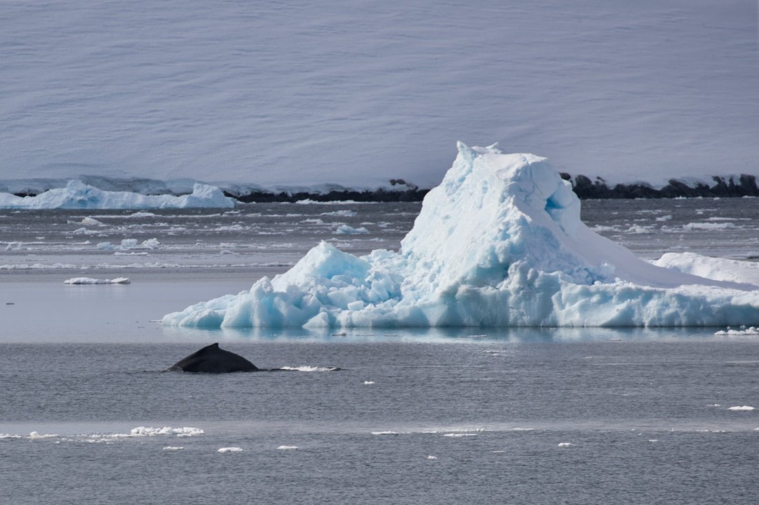 A whale and an iceberg