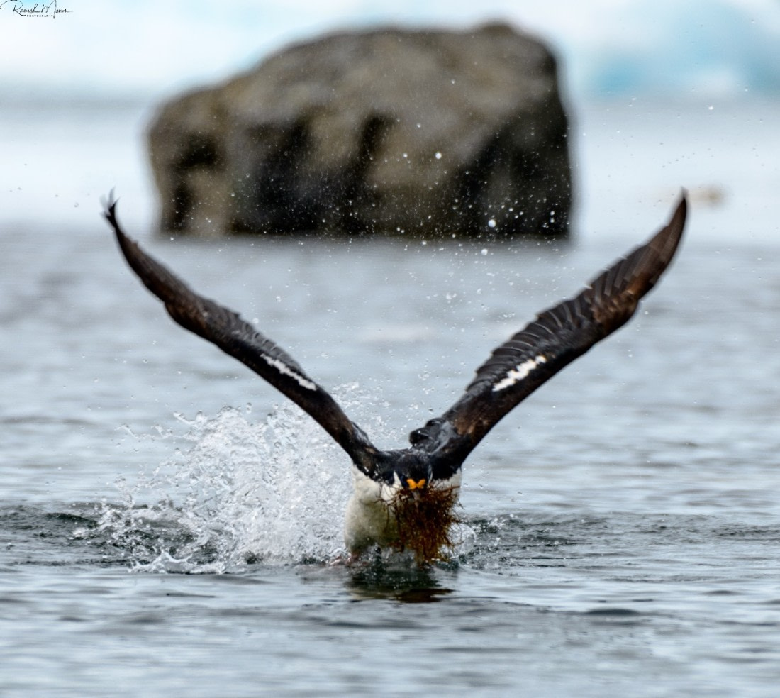 Blue Shag with Algea