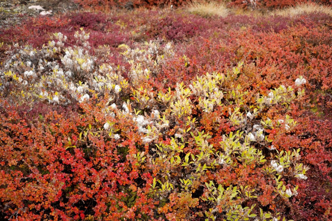Autumn vegetation, Greenland