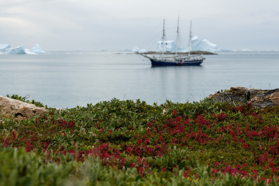 Rembrandt van Rijn, Arctic flora © Olga Lartseva - Oceanwide Expeditions.jpg