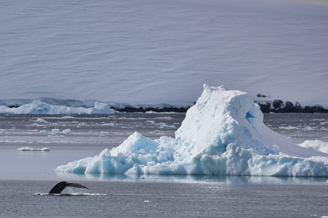 A whale tail and an iceberg